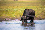 Water buffalo on the water