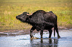 Water buffalo on the water