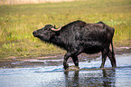 Water buffalo on the water