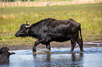 Water buffalo on the water