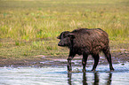 Water buffalo on the water