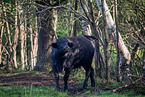 water buffalo