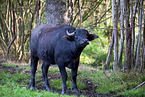 water buffalo
