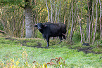 water buffalo