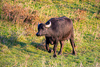 water buffalo