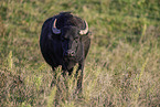 water buffalo