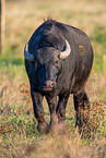 water buffalo