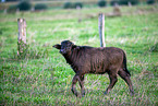 water buffalo