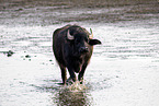 water buffalo