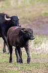 water buffalos