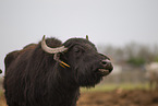 Water Buffalo