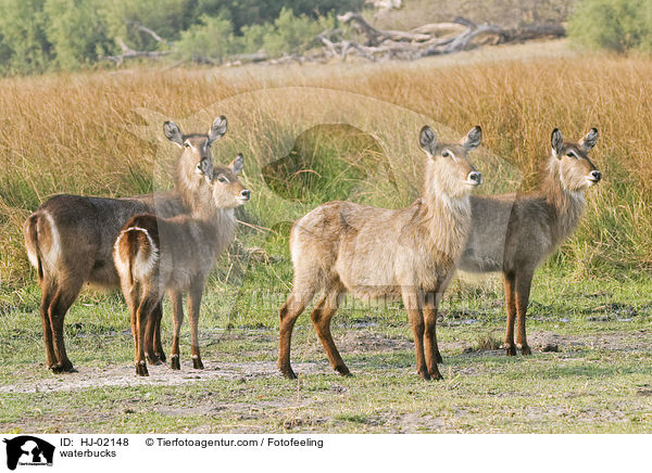 waterbucks / HJ-02148