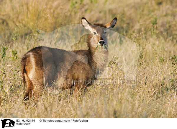 waterbuck / HJ-02149