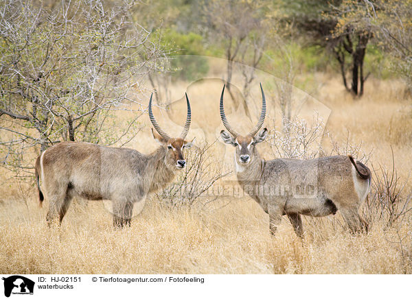 waterbucks / HJ-02151