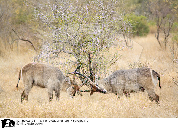 fighting waterbucks / HJ-02152