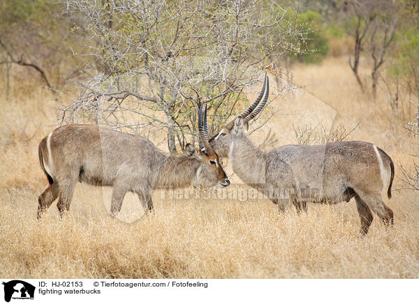 fighting waterbucks / HJ-02153
