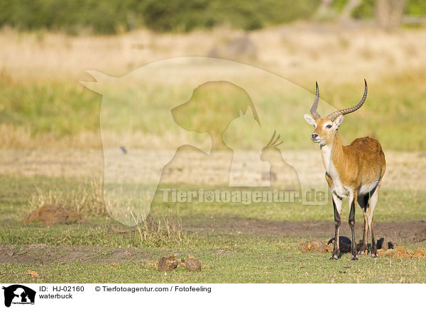 Wasserbock / waterbuck / HJ-02160
