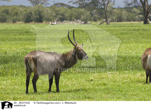 Gemeiner Wasserbock / waterbuck / JR-01432