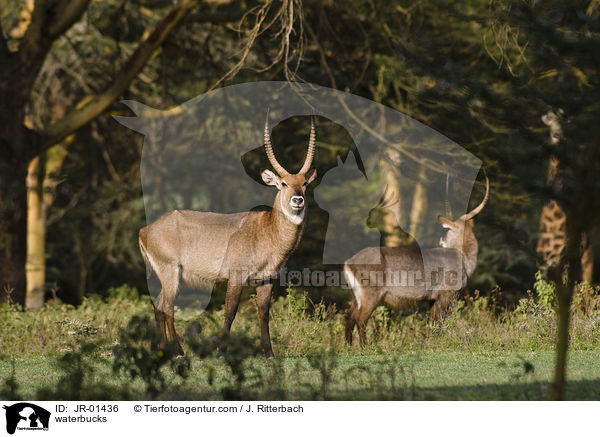 waterbucks / JR-01436