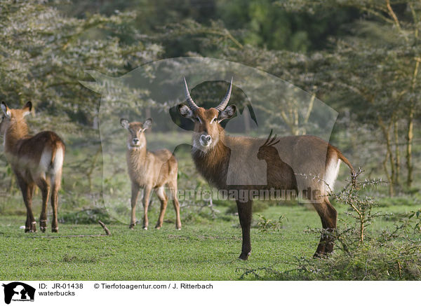 waterbucks / JR-01438