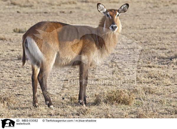 Gemeiner Wasserbock / waterbuck / MBS-03082