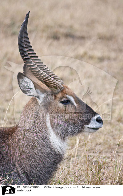 Gemeiner Wasserbock / waterbuck / MBS-03085