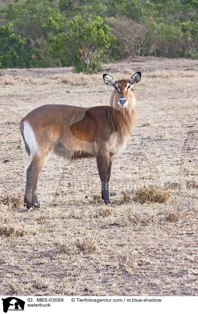 waterbuck / MBS-03088
