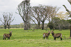 waterbucks
