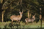 waterbucks