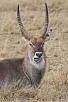waterbuck