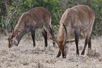 waterbuck