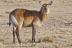 waterbuck