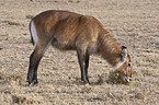 waterbuck