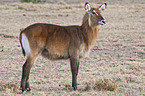 waterbuck