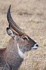 waterbuck