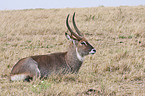 waterbuck