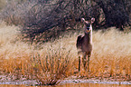waterbuck