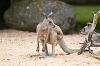 Western grey kangaroo