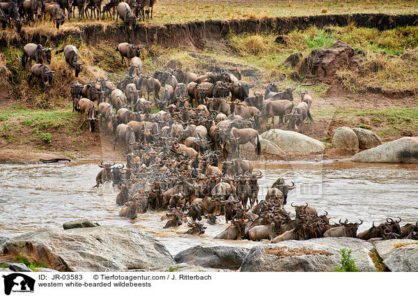 Serengeti-Weibartgnus / western white-bearded wildebeests / JR-03583