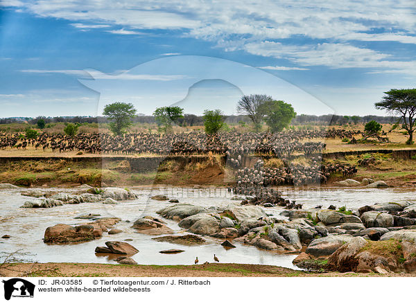 western white-bearded wildebeests / JR-03585