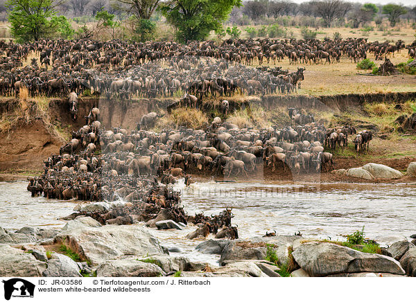 western white-bearded wildebeests / JR-03586