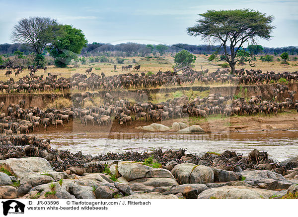western white-bearded wildebeests / JR-03596