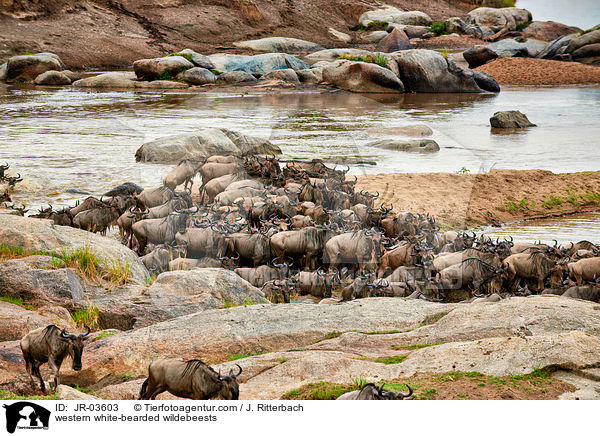 Serengeti-Weibartgnus / western white-bearded wildebeests / JR-03603
