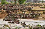 western white-bearded wildebeests