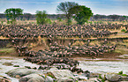 western white-bearded wildebeests