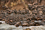 western white-bearded wildebeests