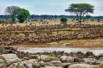 western white-bearded wildebeests