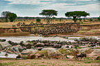 western white-bearded wildebeests