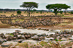 western white-bearded wildebeests