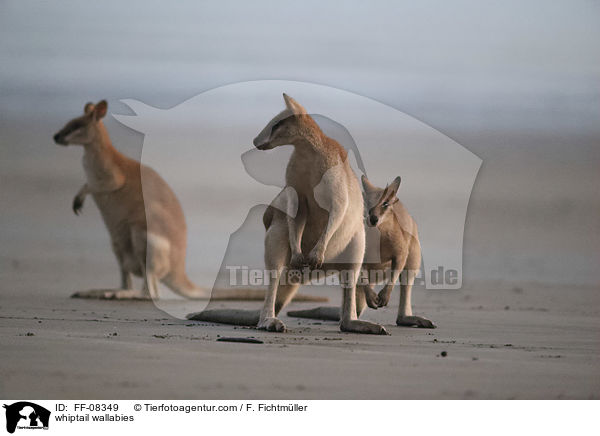 Hbschgesichtwallabys / whiptail wallabies / FF-08349